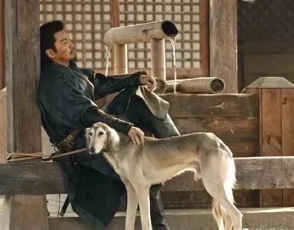 中国细狗有多猛,你根本想不到