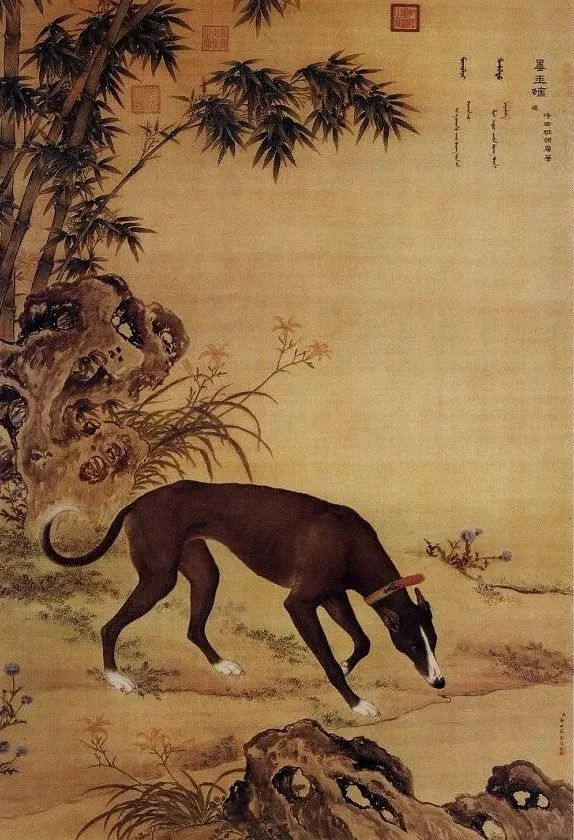 中国细狗有多猛,你根本想不到