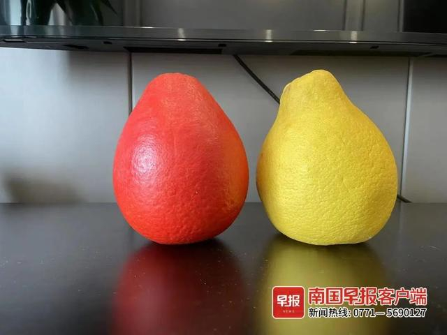 香水红柚（左）和沙田柚。本文图片均为南国早报记者 梁雅佳摄 