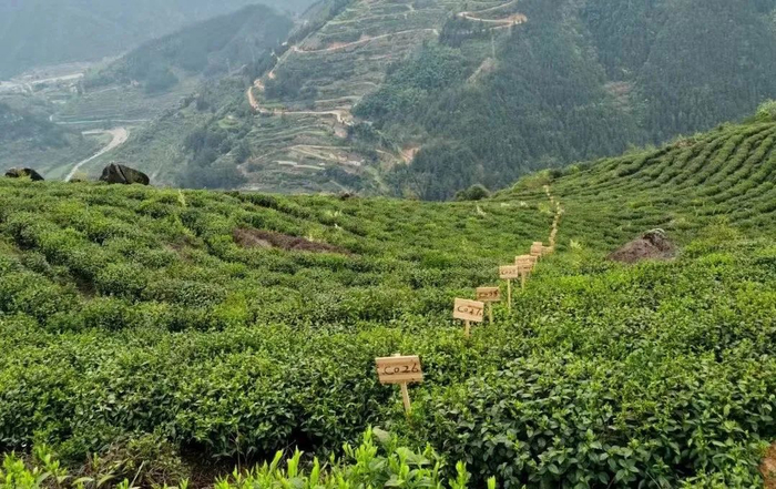 财通资管员工认领的“一亩茶园”