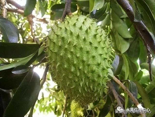 【释迦图鉴】黄金释迦、榴莲释迦、粉红释迦,你还知道哪些?|番荔枝|凤梨|果肉|果实|圆锥形_新浪新闻