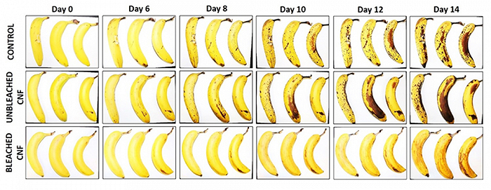 有和没有 EMPA 涂层的香蕉在保质期测试中的表现，图片来源：food ingredients first