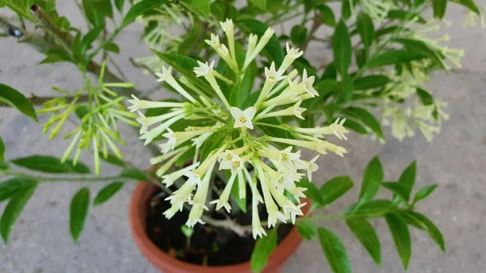 夜晚开花且花量极多的夜香树,养成盆栽后养护没难度