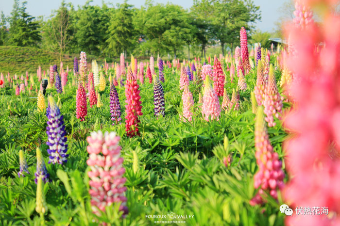 ▲ 鲁冰花（摄于2020年5月中旬）