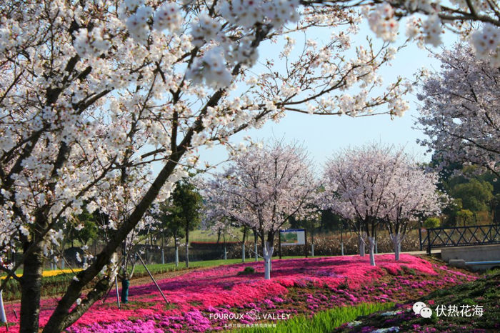 ▲ 樱花\芝樱 （摄于2019年3月下旬）