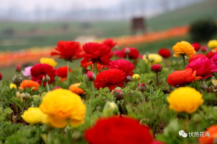 ▲ 花毛茛 （摄于2019年4月初）