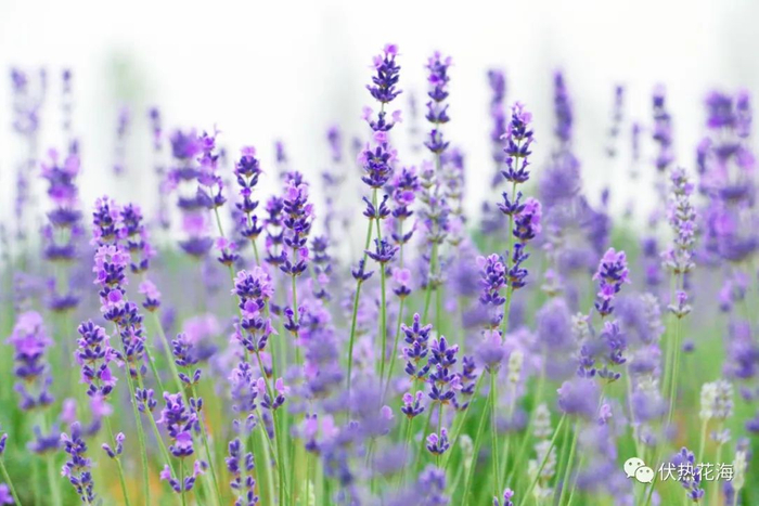 ▲ 薰衣草（摄于2019年5月中旬）