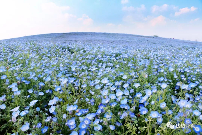 ▲ 伏热花海粉蝶花 （摄于2019年3月末）