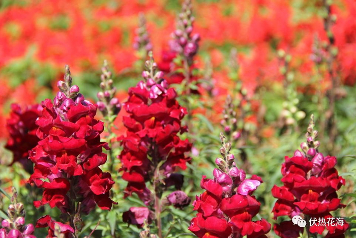 ▲ 金鱼草 （摄于2019年4月中旬）