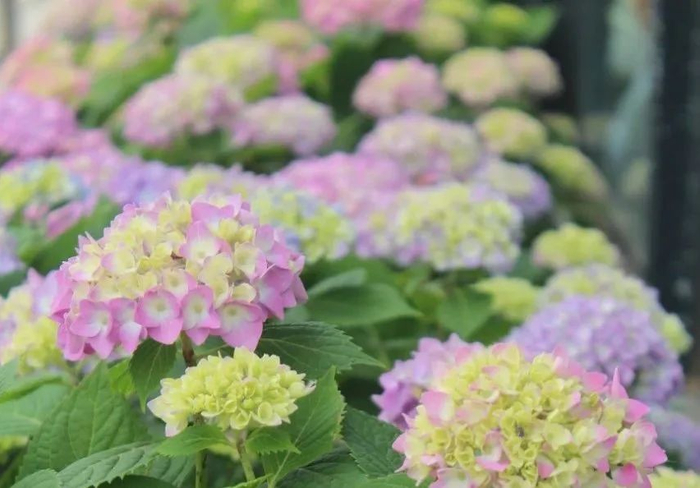 ▲ 绣球（摄于2019年5月中旬）