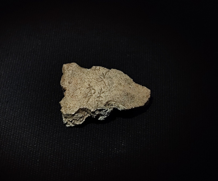 甲骨5708 商帝乙帝辛时期，这是一件较为罕见的人头骨