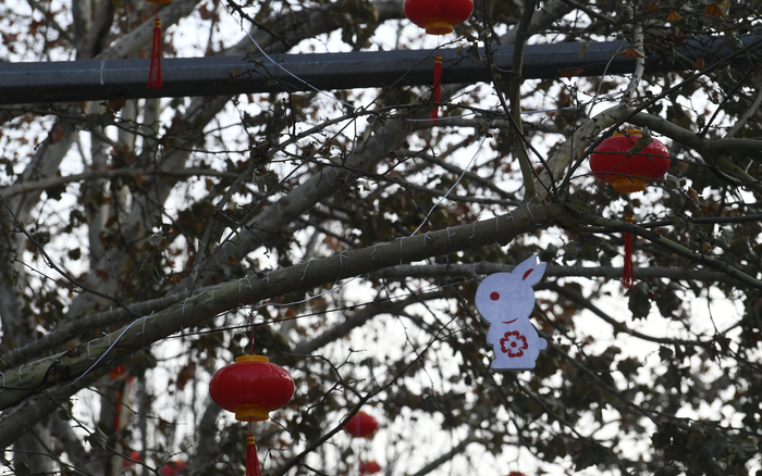 北京街头树上挂的小兔子。新京报记者 王颖 摄