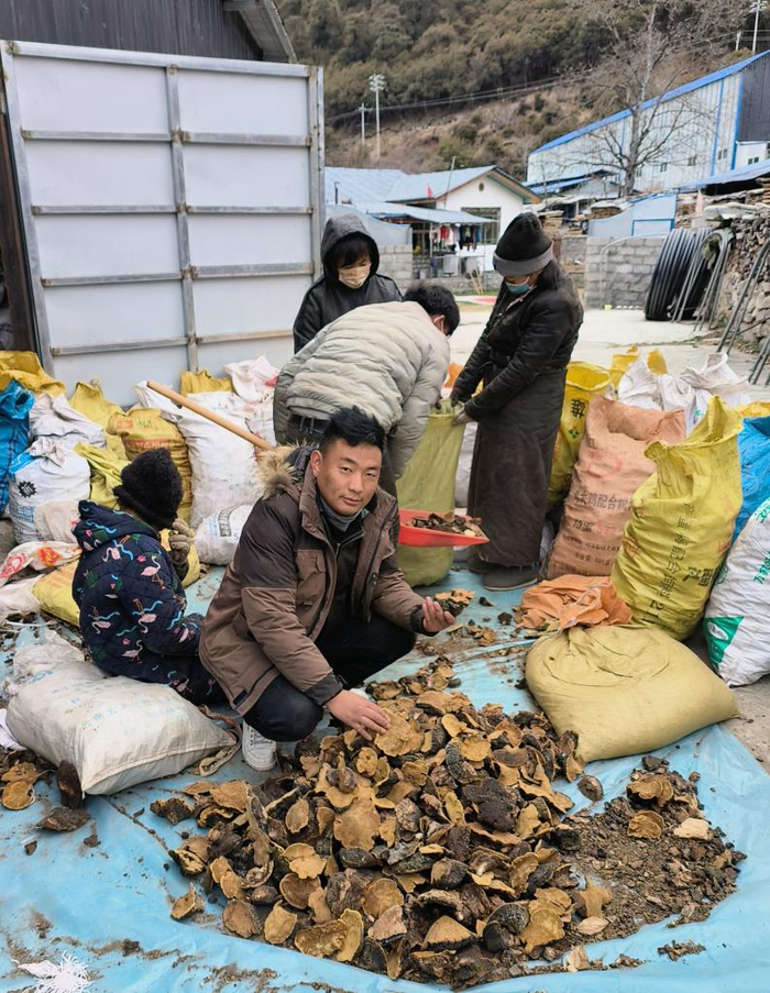 　　正在村里收购藏药材的噶玛索朗。（受访者供图）