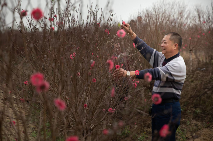 桃花雅集资料图 信息时报记者 郭柯堂摄