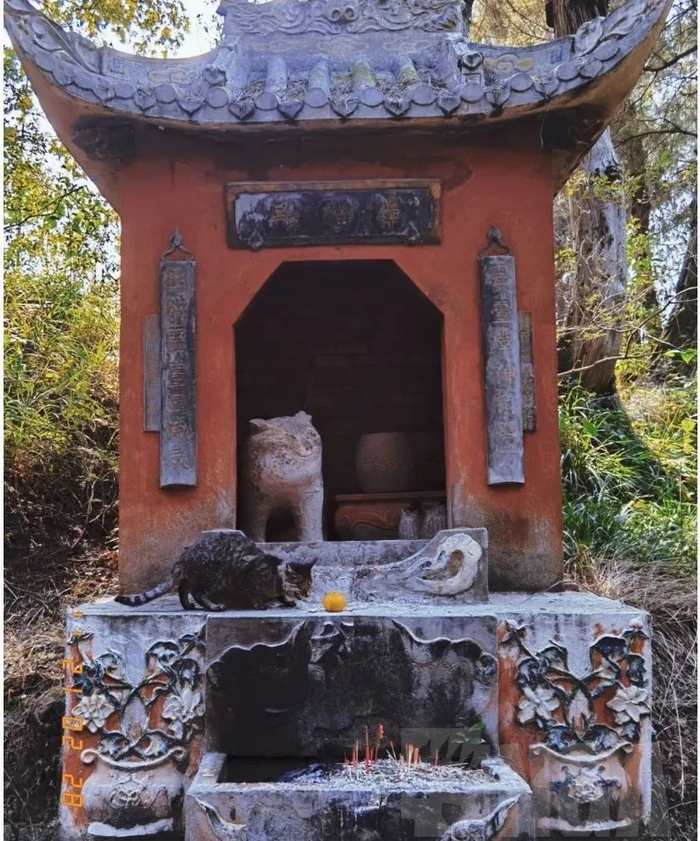 猫猫也要拜猫猫神。图片来自网络