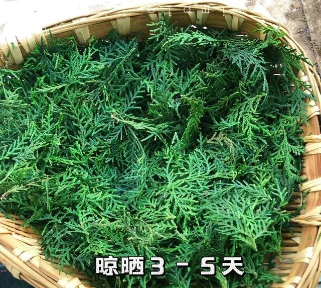 侧柏叶,可用于脱发|买药|艾叶|捣敷|柏树|叶放_新浪新闻