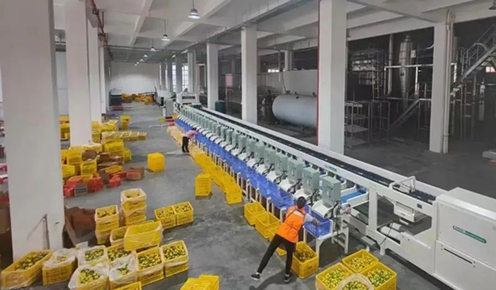 想与巨头竞争的柠檬茶饮，出海可以看看这五个关键步骤。