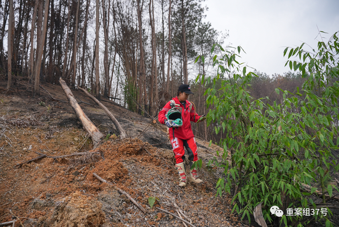 2022年12月，缙云山上被烧过的竹林，重新冒出细嫩的新竹。新京报记者贺俊怡 摄