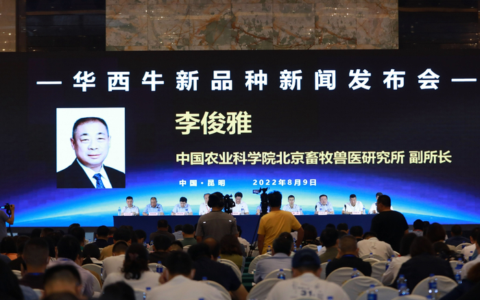 2022年8月9日，云南昆明华西牛新品种新闻发布会现场。受访者供图