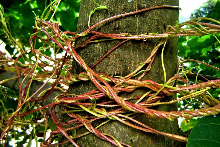 寄生植物菟丝子。图｜IC photo