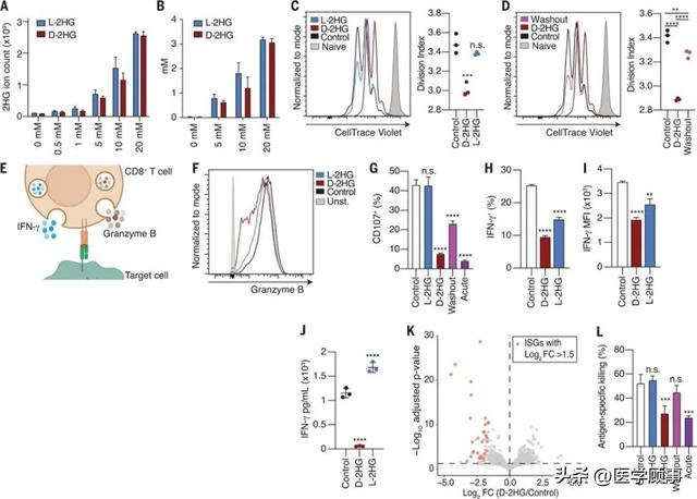 Science | 致癌代谢物D-2HG通过改变T细胞代谢损害CD8+ T 细胞功能|肿瘤_新浪新闻