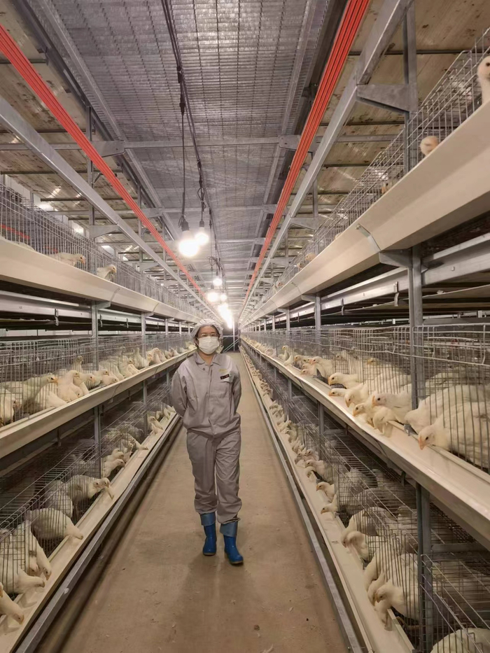 8月12日，赵桂苹在云南省弥勒市朋普镇“广明2号”鸡舍里。受访者供图