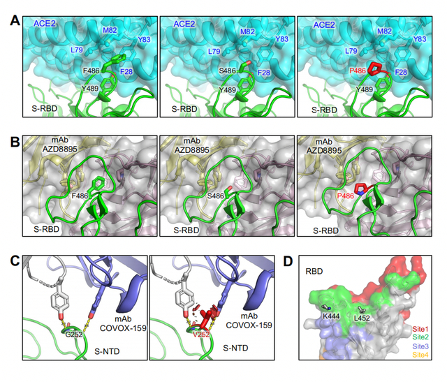 奥密克戎变异株刺突蛋白上的突变位点。受访者供图