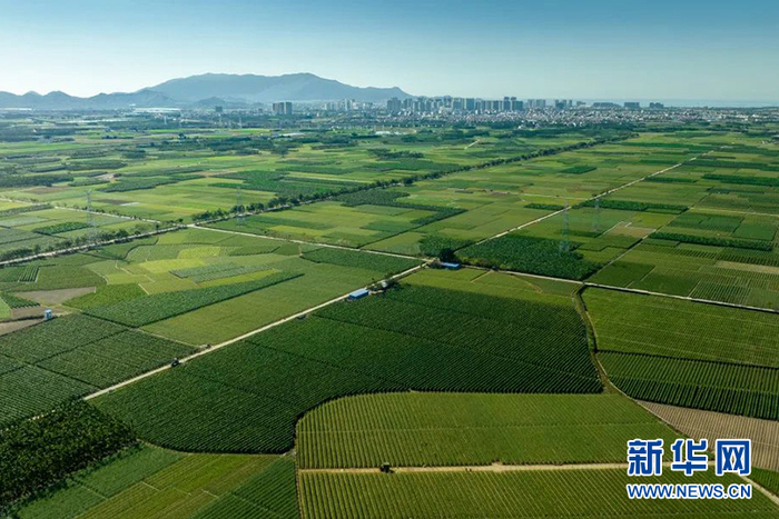 三亚崖州区万亩田洋。新华网发