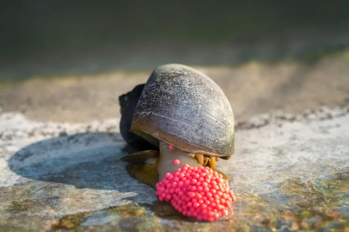 正在产卵的福寿螺。图库版权图片，不授权转载