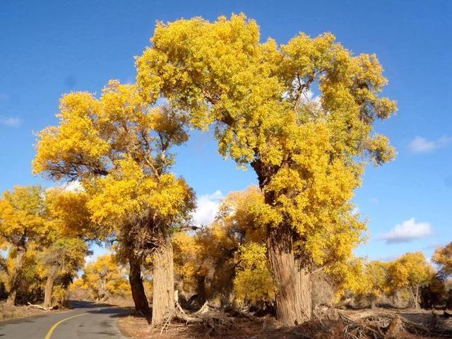 金秋时节的胡杨。乌鲁木齐晚报资料图