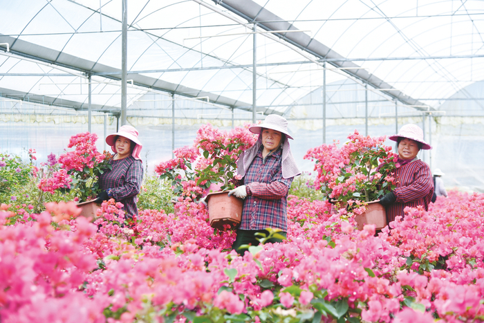     ▲在上林县巷贤镇的多彩三角梅产业核心示范区，花农搬运三角梅盆栽准备装车。