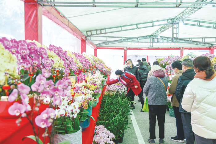     ▲在广西迎春花市，各式兰花花开正艳，吸引市民选购。