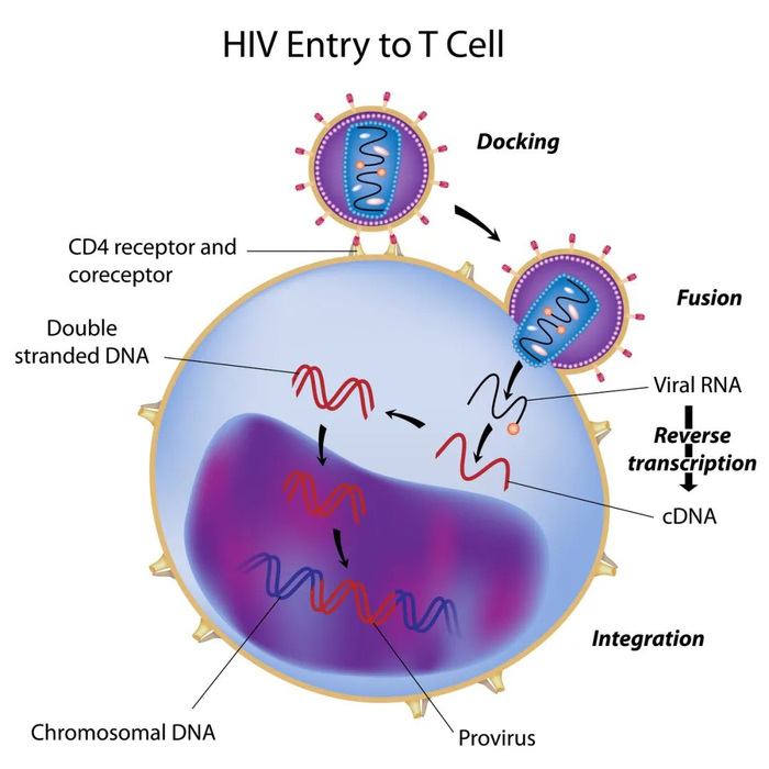 艾滋病毒进入表面有 CD4+T 分子的 T 淋巴细胞示意图。图库版权图片，不授权转载