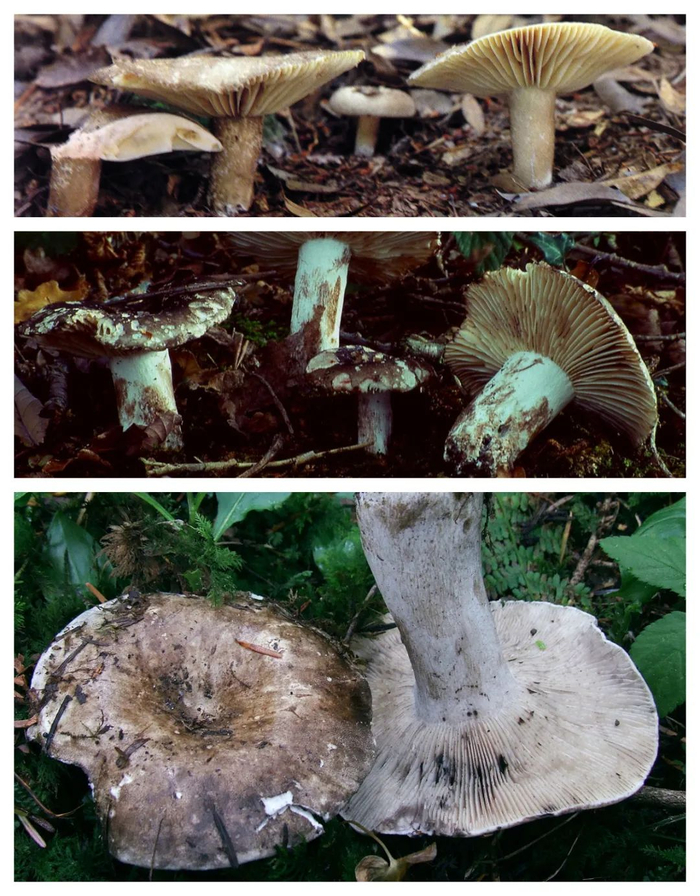 亚稀褶红菇（上）、稀褶红菇（中）、密褶红菇（下）。图片来源：Wikipedia，cornell.edu