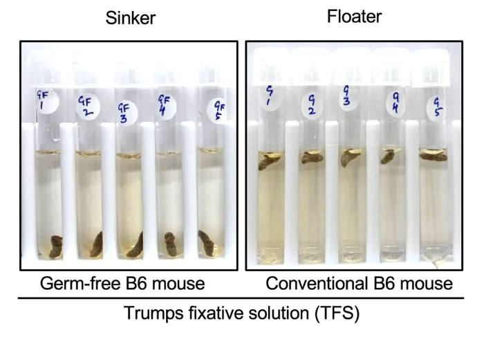 在TPS溶液中，无菌小鼠的粪便均会下沉（左），而常规小鼠的粪便均会漂浮（右）。（图片来源：原论文）