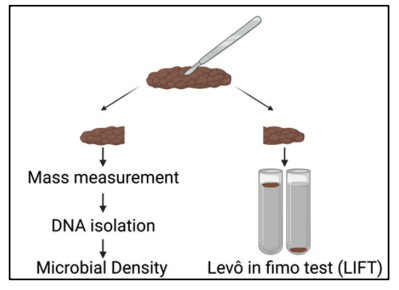 小鼠的粪便一半会放入TPS溶液，另一半会测量重量、DNA和微生物密度（图片来源：原论文）