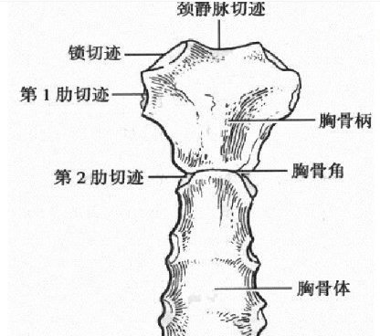 ICU常用导管位置,图文并茂,一文读懂