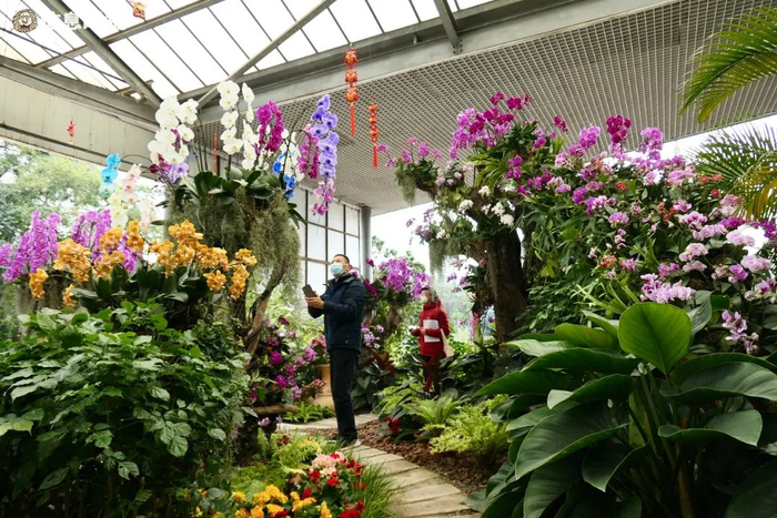 1月18日，不少游客提前到华南国家植物园赏花。信息时报记者 徐敏 摄