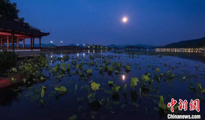 杭州西湖荷花夜景 马立群 摄
