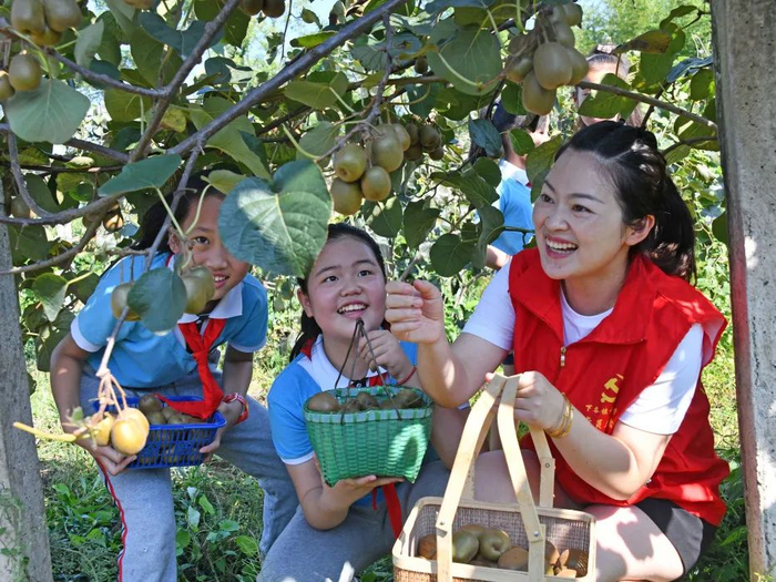 2022年9月16日，在仙居县下各镇中心小学劳动实践基地，小学生正在采摘红心猕猴桃。通讯员 王华斌 摄