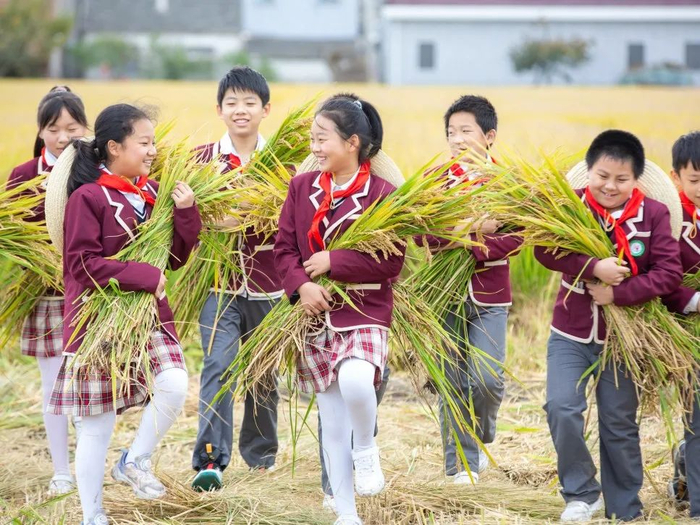 2022年10月27日，江苏省海安经济开发区实验小学的孩子们在校外劳动实践基地体验手工收割水稻。通讯员 翟慧勇 摄