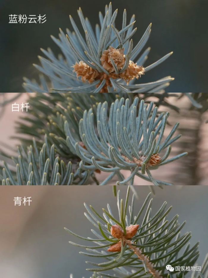 △蓝粉云杉、白杄、青杄的针叶对比