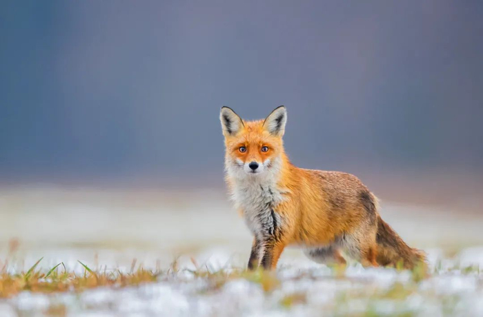 图库版权图片，不授权转载