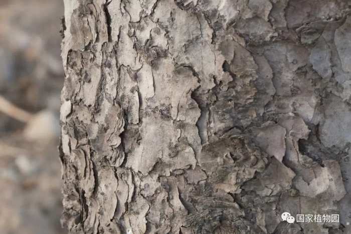 △白杄树皮