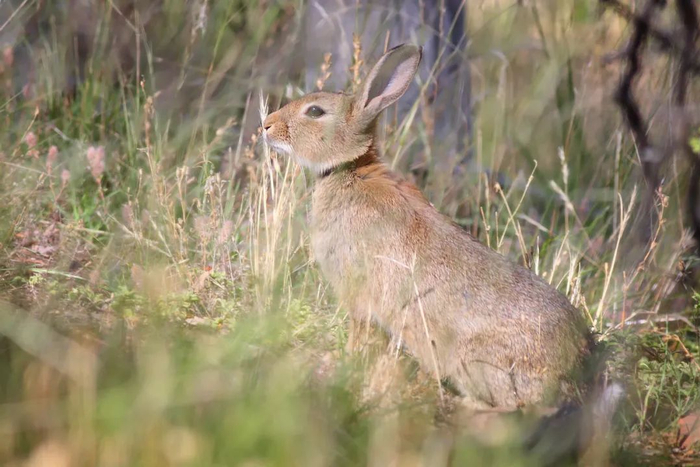 图片来源：Wikipedia