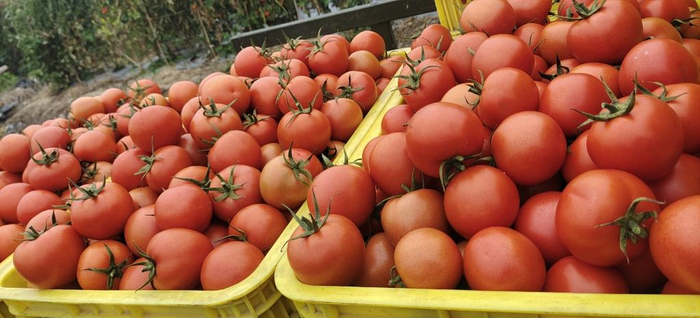 　　广西百色市田东县平马镇百林村黄妙想采摘的番茄。（受访者供图）