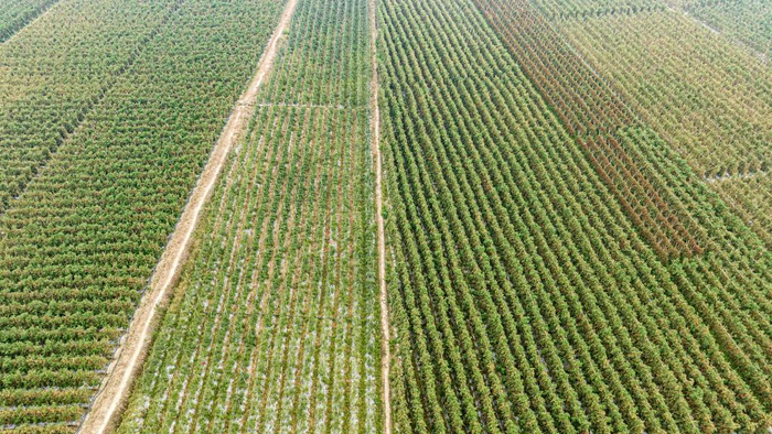 正月初一拍摄的广西百色市田东县平马镇百林村秋冬蔬菜种植基地。（周金鹏 摄）