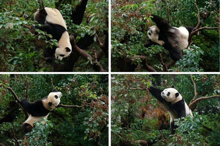 1月20日，大陆赠台大熊猫“团团”“圆圆”的二女儿“圆宝”在树上嬉戏（拼版照片）。新华社发