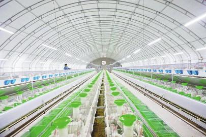 　　金博恒邦农业科技有限公司的标准化养殖车间。　　图片由受访者提供