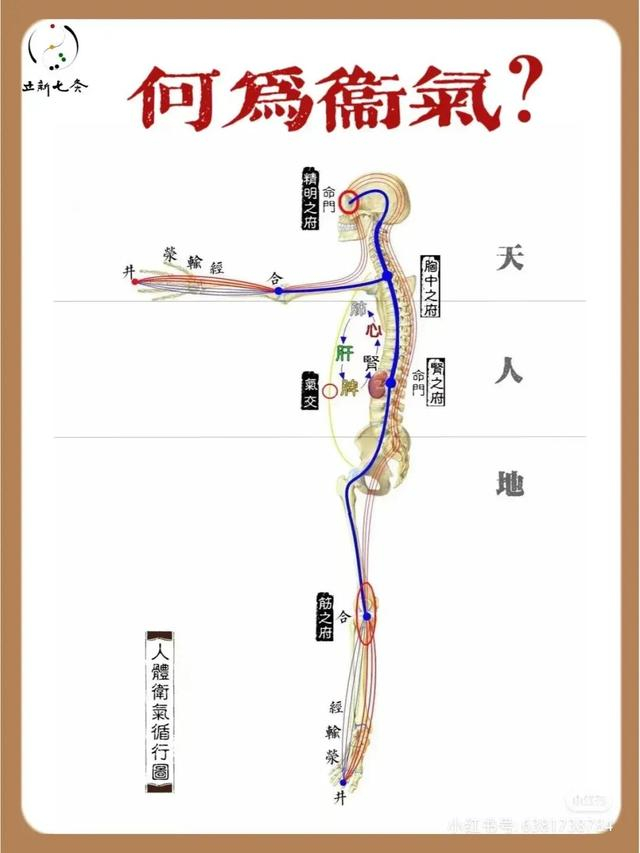 综合了解中医里的“气”|经络|血管|先行|气滞|关系_新浪新闻